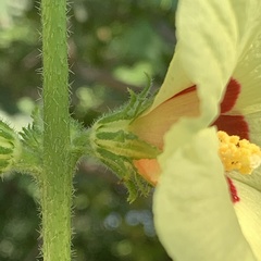 Hibiscus mastersianus image