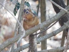 Notocitellus annulatus