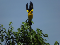 Gymnomystax mexicanus