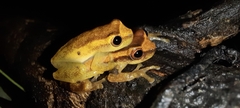 Dendropsophus tapacurensis
