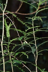 Zanthoxylum foliolosum