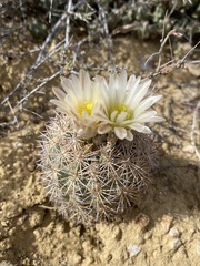 Echinomastus warnockii