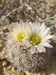 Echinomastus warnockii