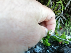 Erica depressa