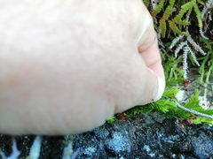Erica depressa