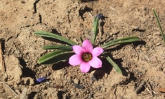 Romulea tetragona