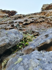 Erica depressa