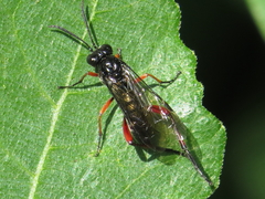 Macrophya diversipes
