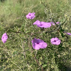 Ipomoea magnusiana