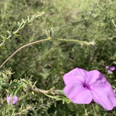 Ipomoea magnusiana