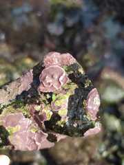 Lithophyllum incrustans