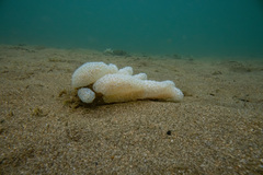 Eudistoma elongatum