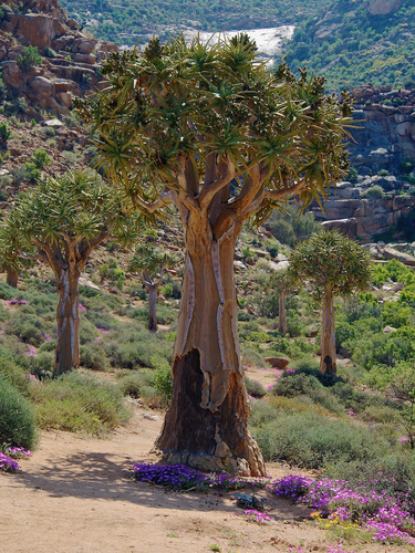 Rhipidodendrum