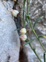 Thamnosma texana