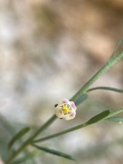 Thamnosma texana
