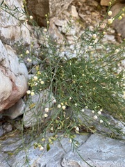 Thamnosma texana