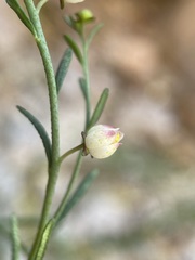 Thamnosma texana