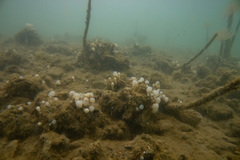 Eudistoma elongatum