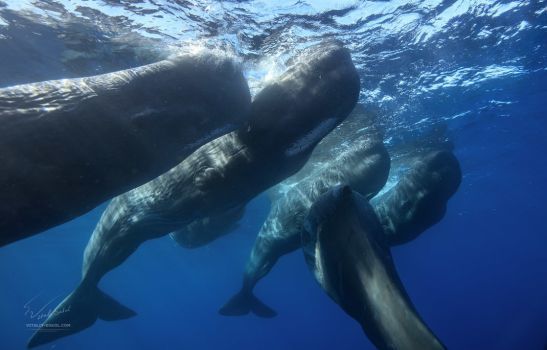 True Sperm Whales