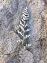 Notholaena greggii
