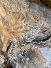 Notholaena greggii