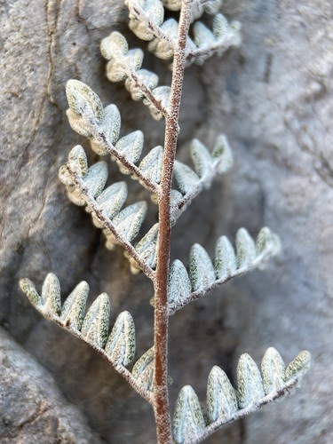 Image of Notholaena greggii by (c) Matt Berger, some rights reserved (CC BY)
