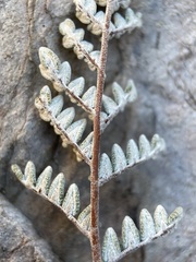 Notholaena greggii