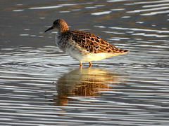 Calidris pugnax