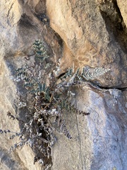 Notholaena greggii