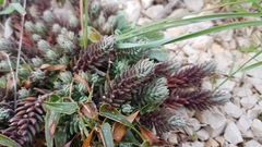 Petrosedum ochroleucum