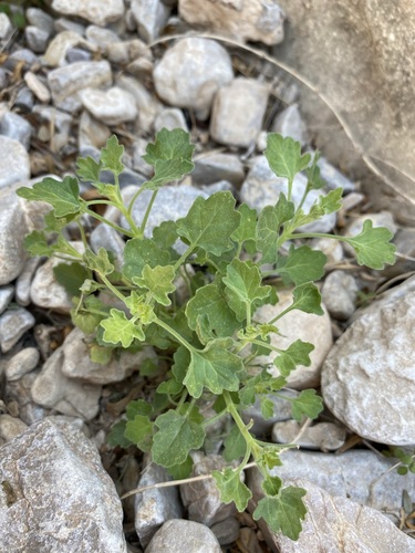 Image of Laphamia aglossa by (c) Matt Berger, some rights reserved (CC BY)