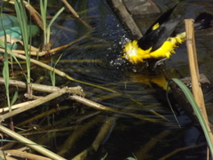 Gymnomystax mexicanus