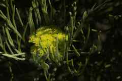 Hymenolepis crithmifolia