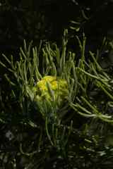 Hymenolepis crithmifolia
