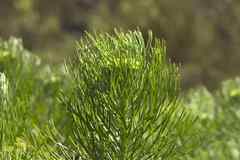 Hymenolepis crithmifolia
