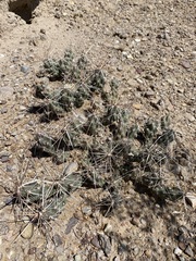 Grusonia