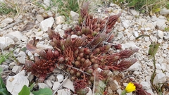 Petrosedum ochroleucum