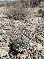 Eriogonum tenellum