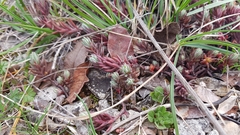 Petrosedum ochroleucum