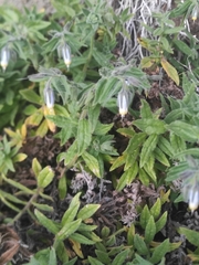 Podonosma orientalis