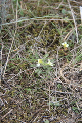 Neotorularia torulosa