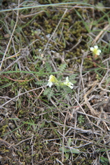 Neotorularia torulosa