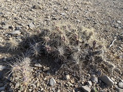 Grusonia grahamii