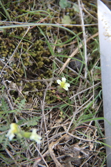 Neotorularia torulosa