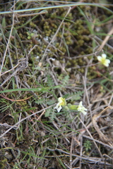 Neotorularia torulosa