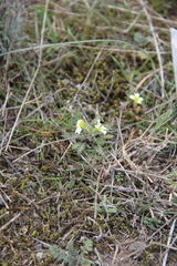 Neotorularia torulosa