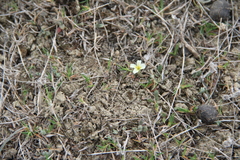 Neotorularia torulosa