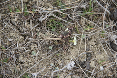 Neotorularia torulosa