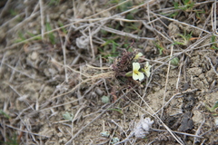 Neotorularia torulosa