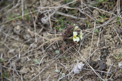 Neotorularia torulosa